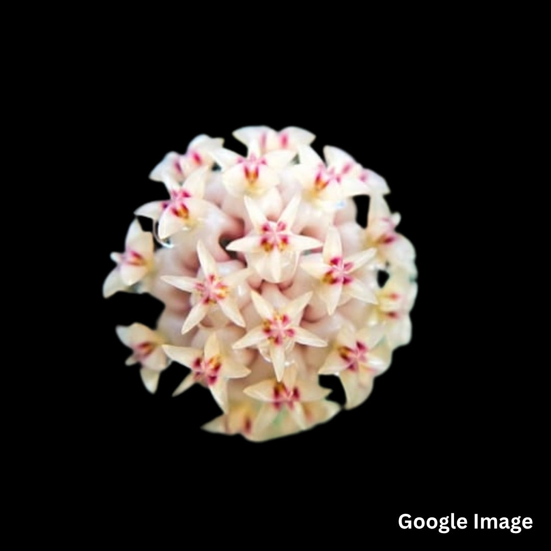 Hoya Rintzii Borneo (Large) PRE-ORDER - JULY502