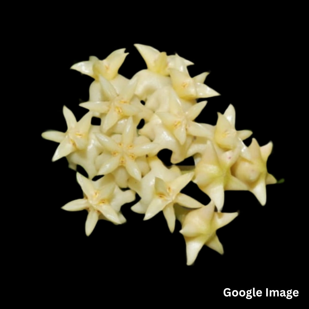 Hoya Rintzii Yellow Flower (Large) PRE-ORDER - JULY503