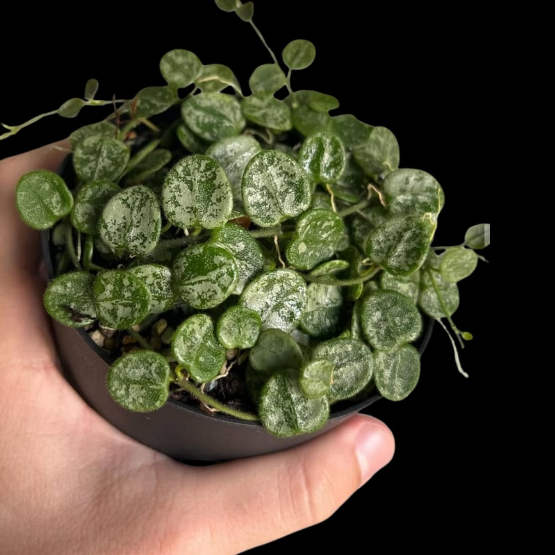 Hoya Serpens Silver (Small) PRE-ORDER-JULY517