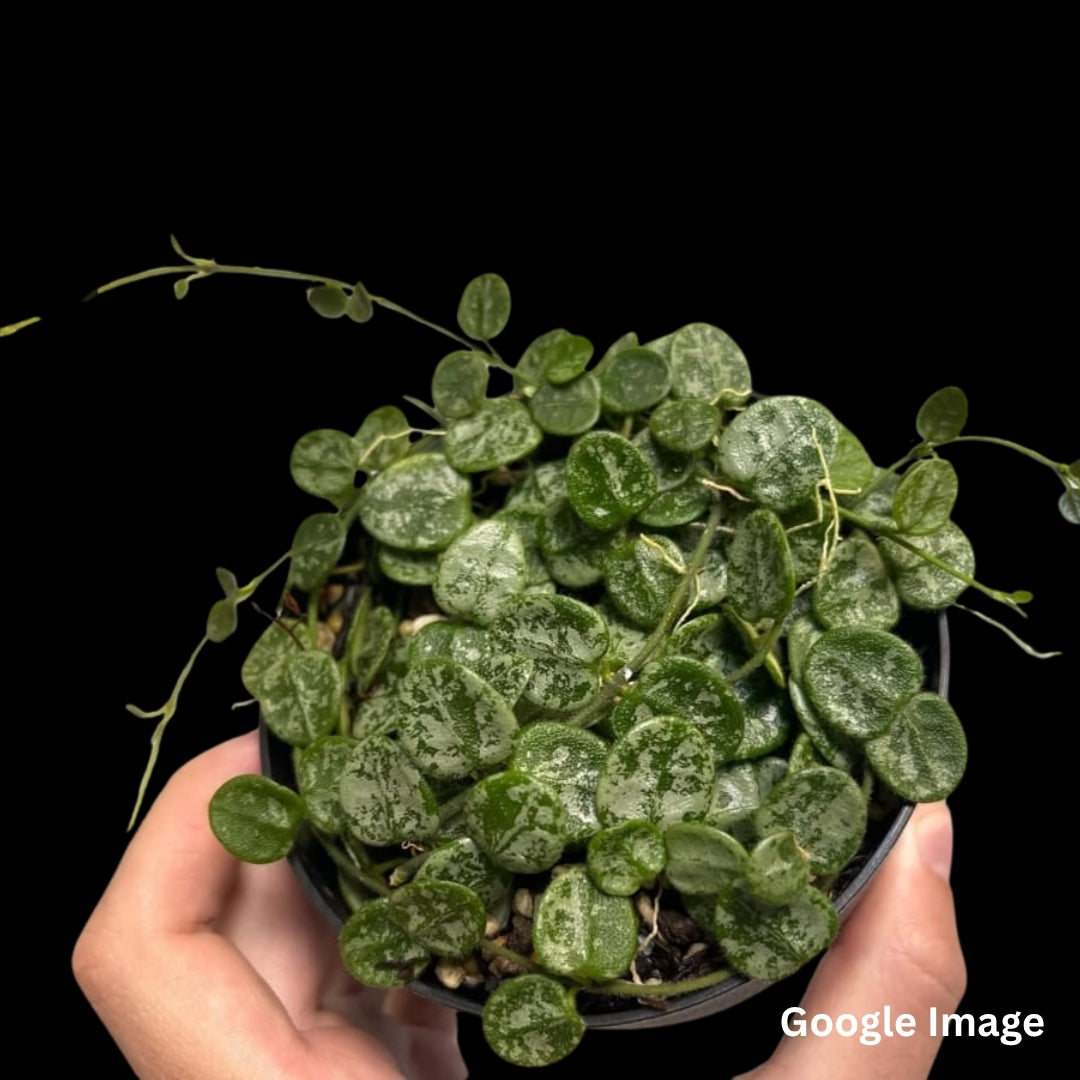 Hoya Serpens Silver (Small) PRE-ORDER-JULY517