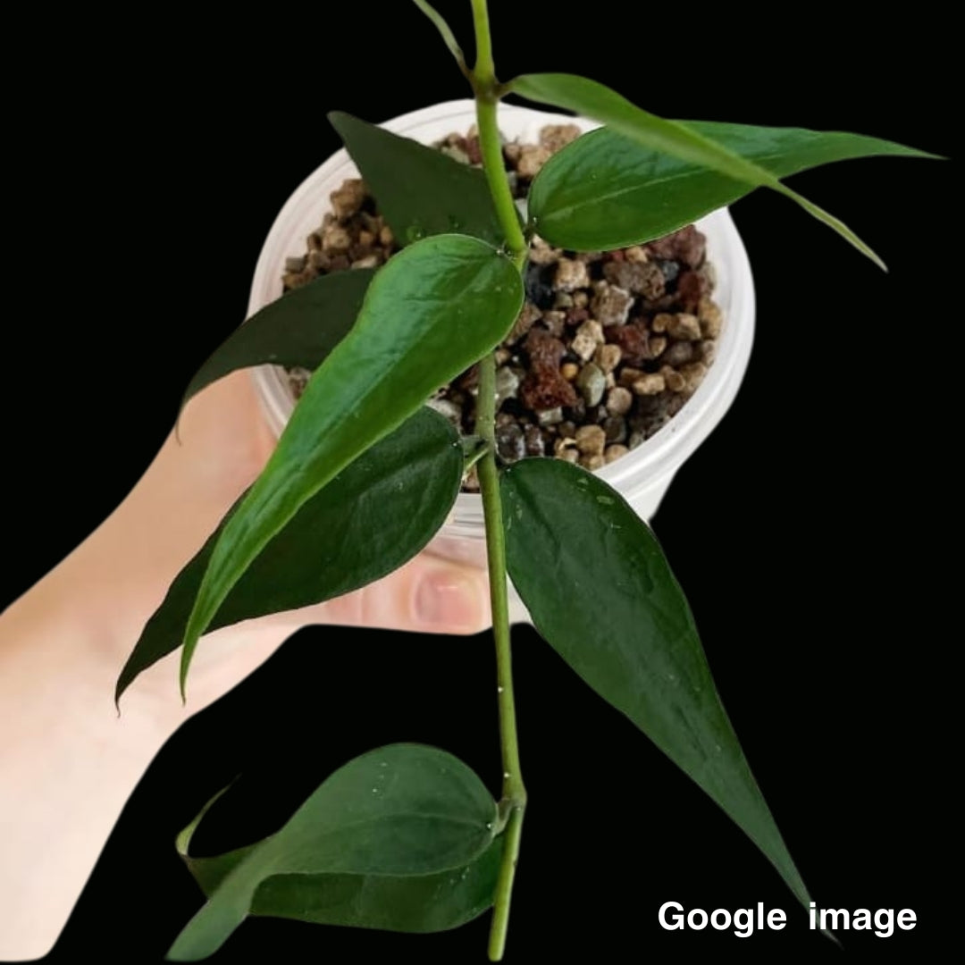 Hoya Burmanica small leaves Large (PRE-ORDER)-JULY052