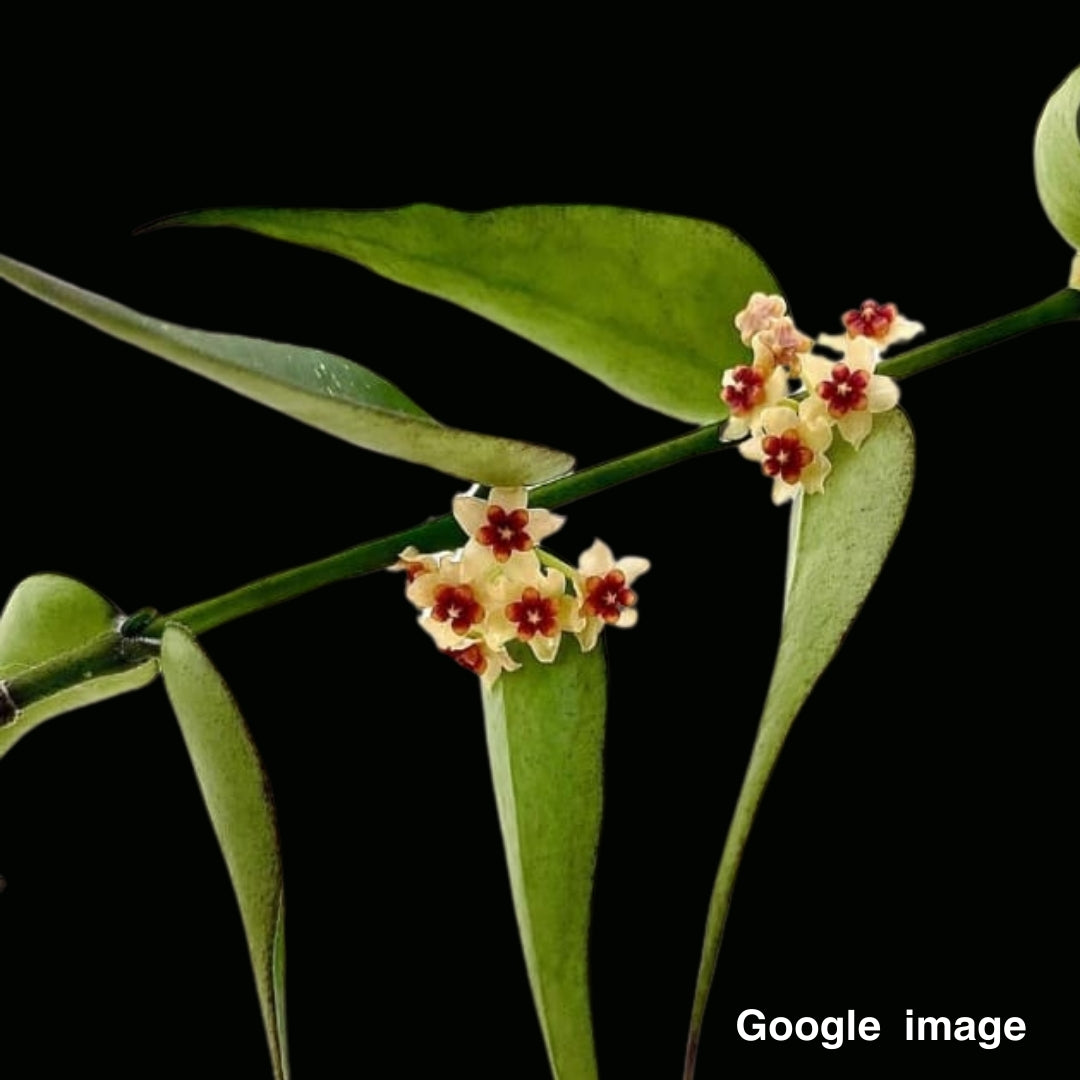 Hoya Burmanica small leaves Large (PRE-ORDER)-JULY052