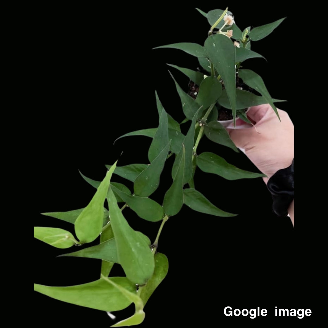 Hoya Burmanica small leaves Large (PRE-ORDER)-JULY052