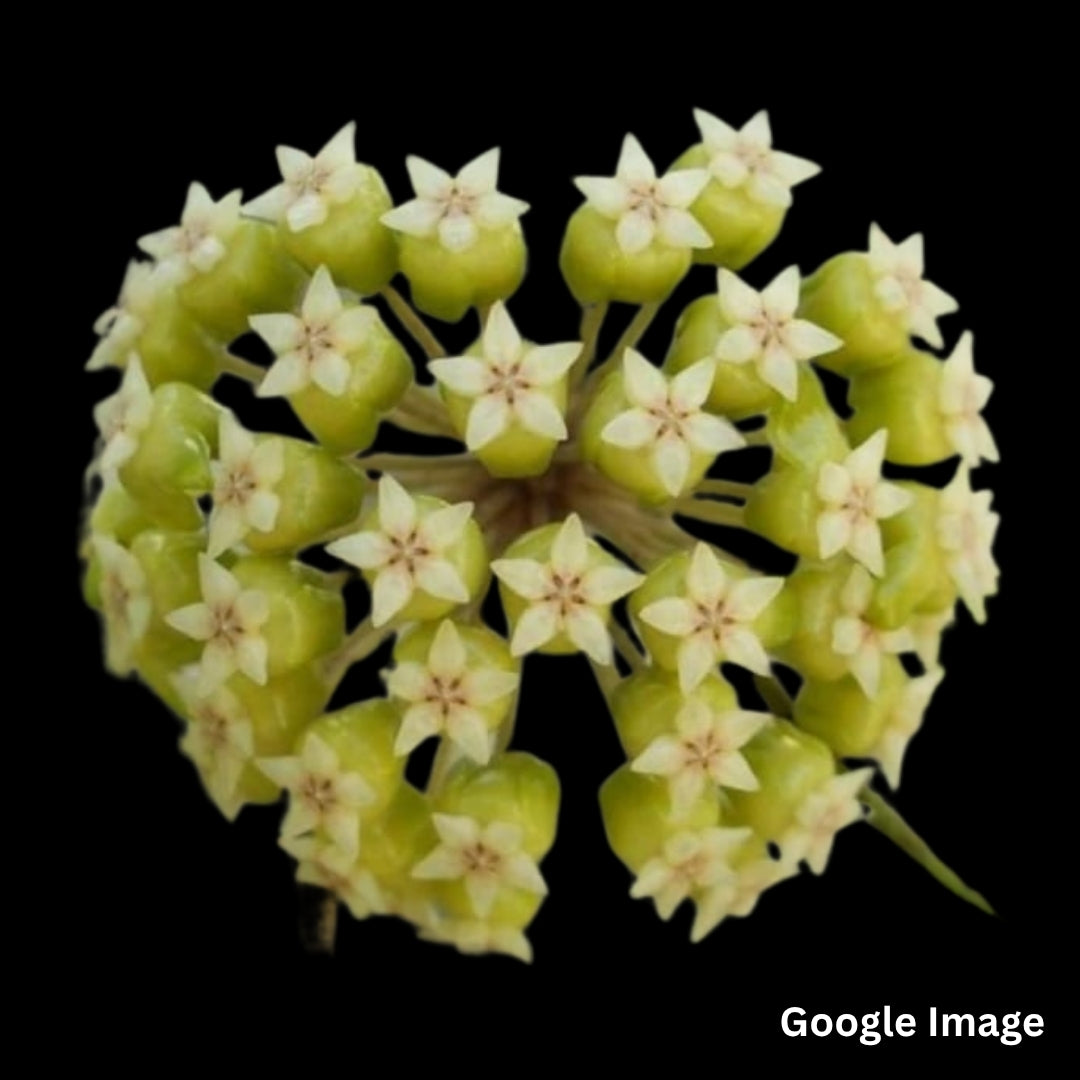 Hoya Sp.Estrella Waterfalls (Large) PRE-ORDER-JULY549