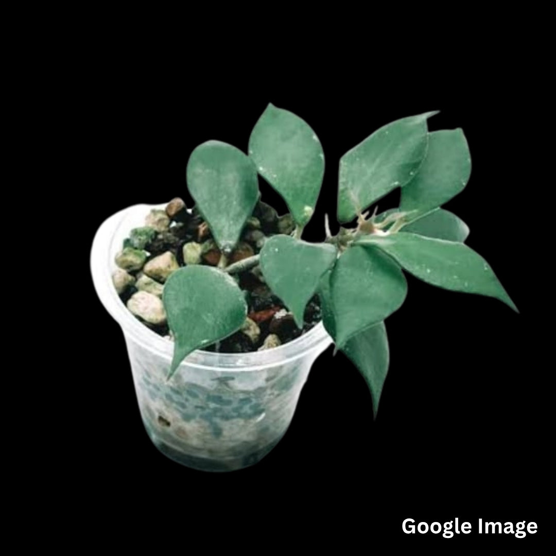 Hoya Sp.Baku (Large) PRE-ORDER-JULY550
