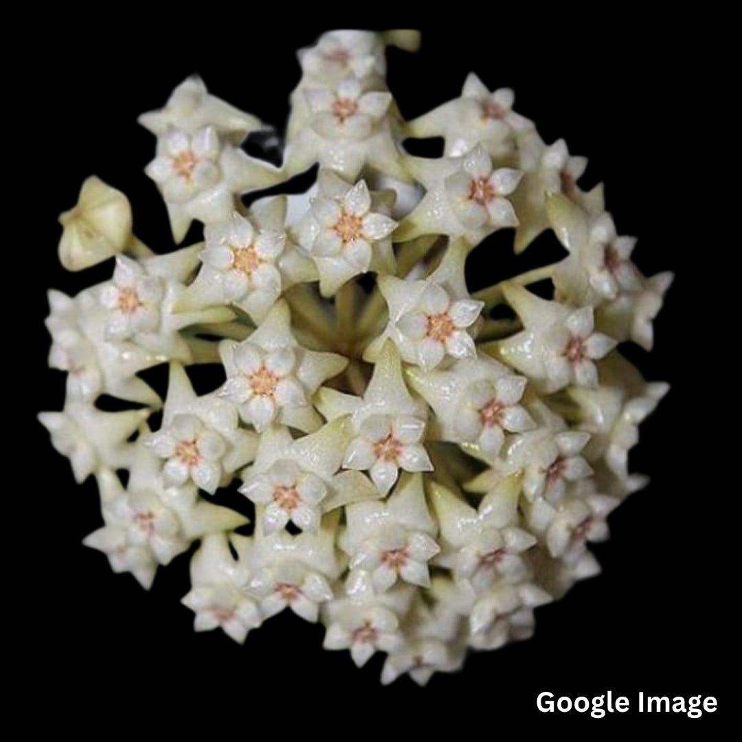 Hoya Sp.Ko Chang Island Iml 1508(Large) PRE-ORDER-JULY551