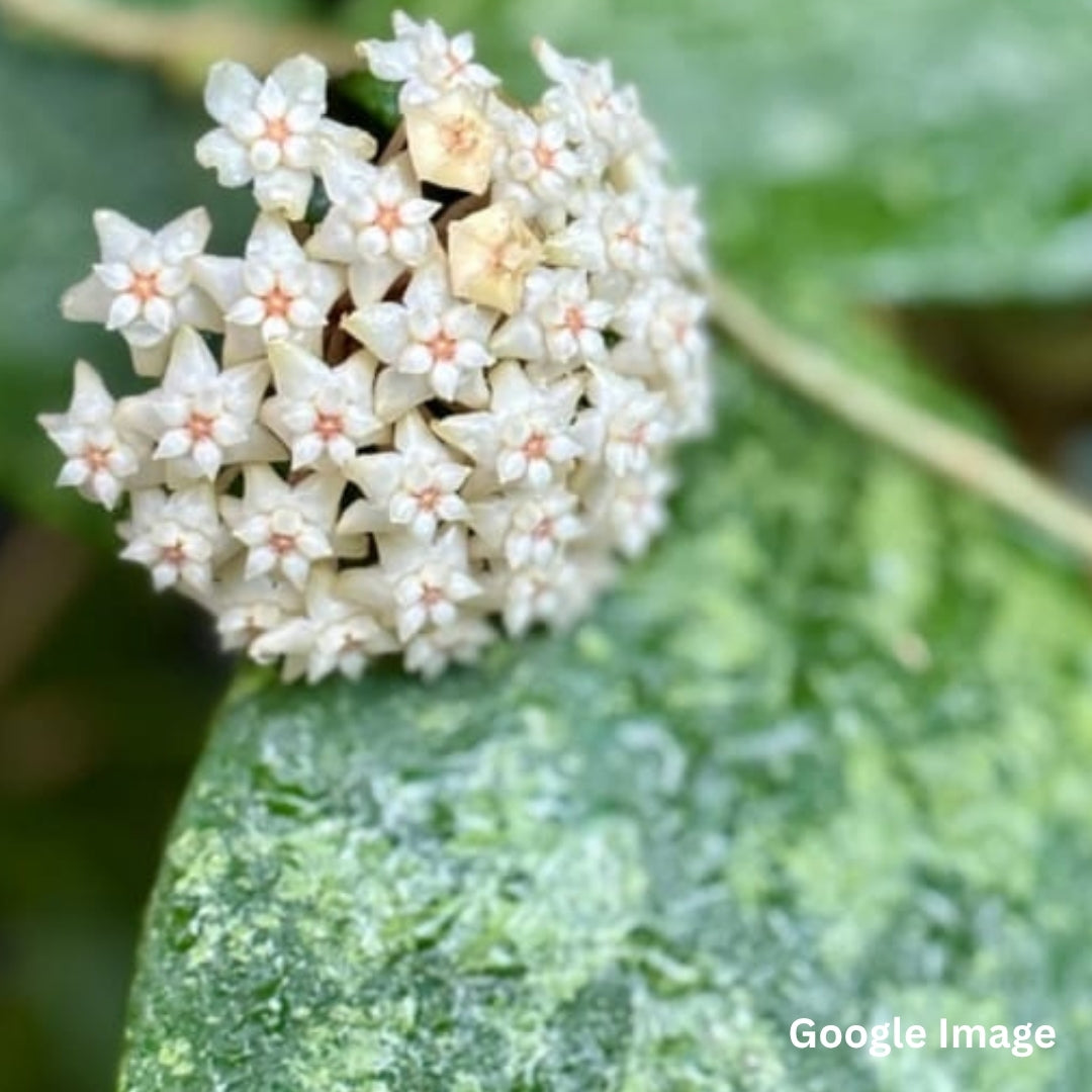 Hoya Sp.Ko Chang Island Iml 1508(Large) PRE-ORDER-JULY551