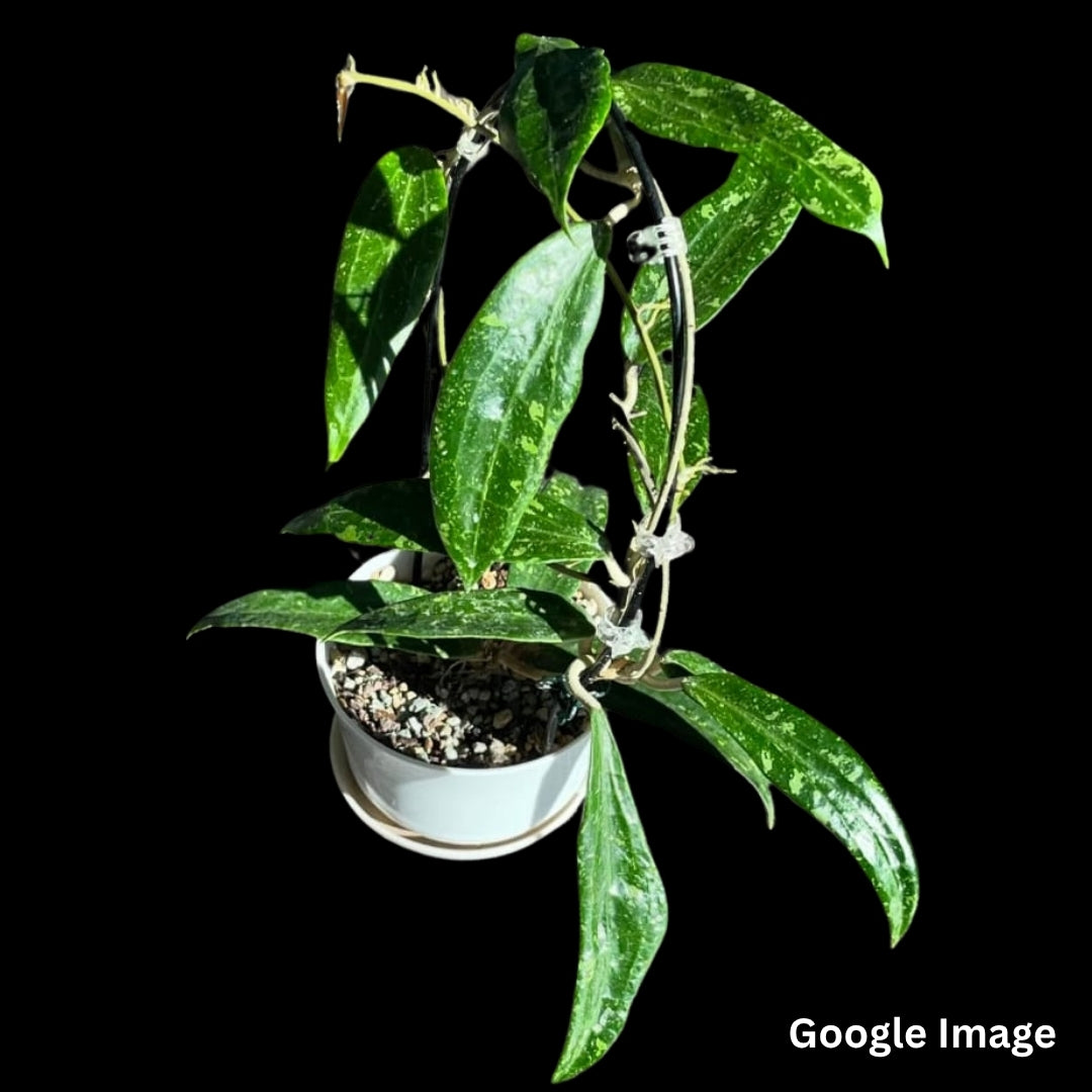Hoya Sp.Loei province (Large) PRE-ORDER-JULY552