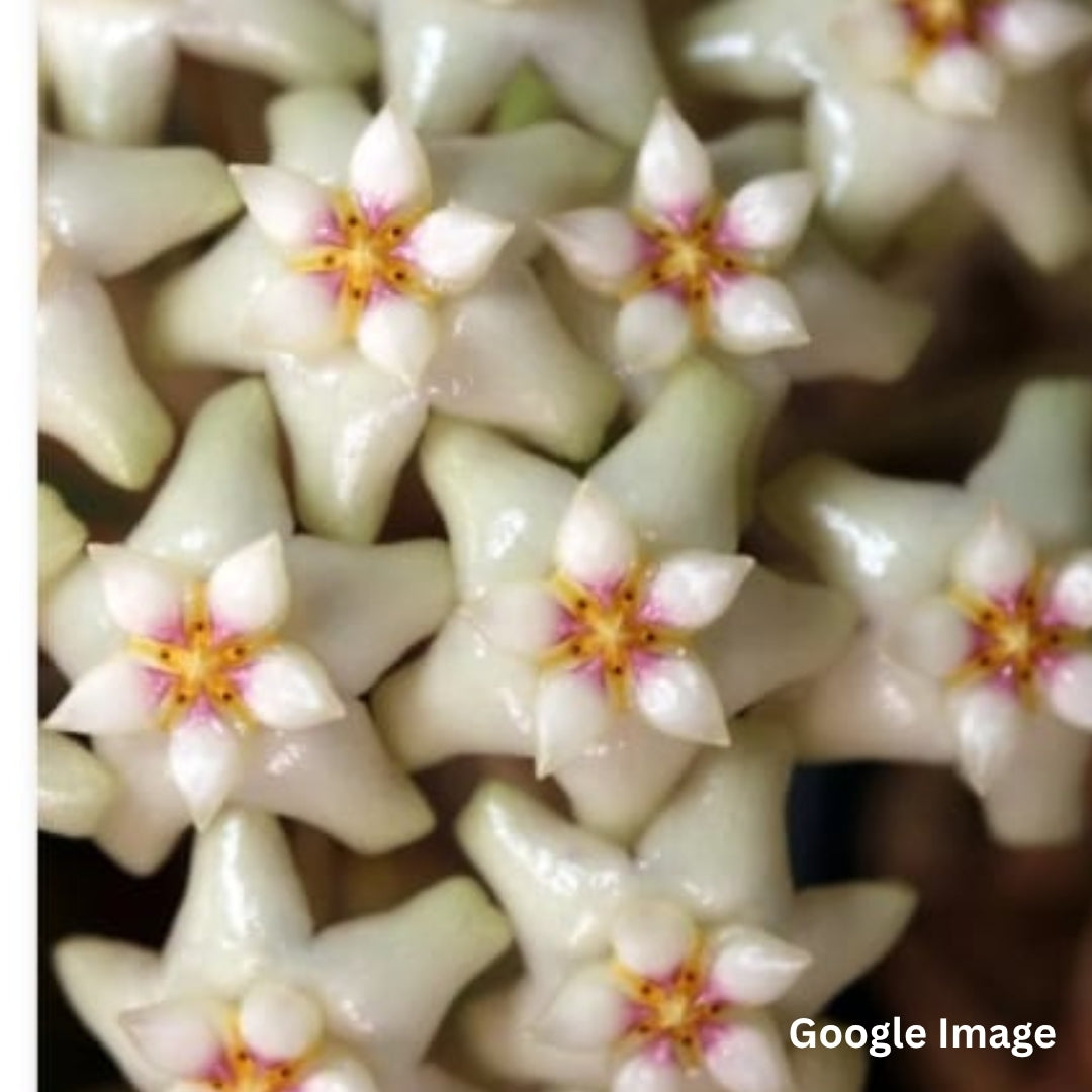 Hoya Sp.Loei province (Large) PRE-ORDER-JULY552