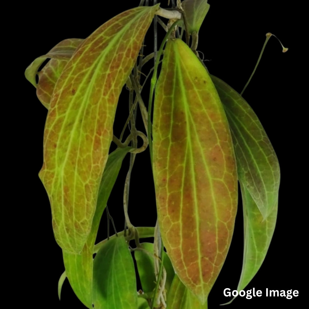 Hoya Sp.Philippines (PW 1307-03) (Large) PRE-ORDER-JULY553