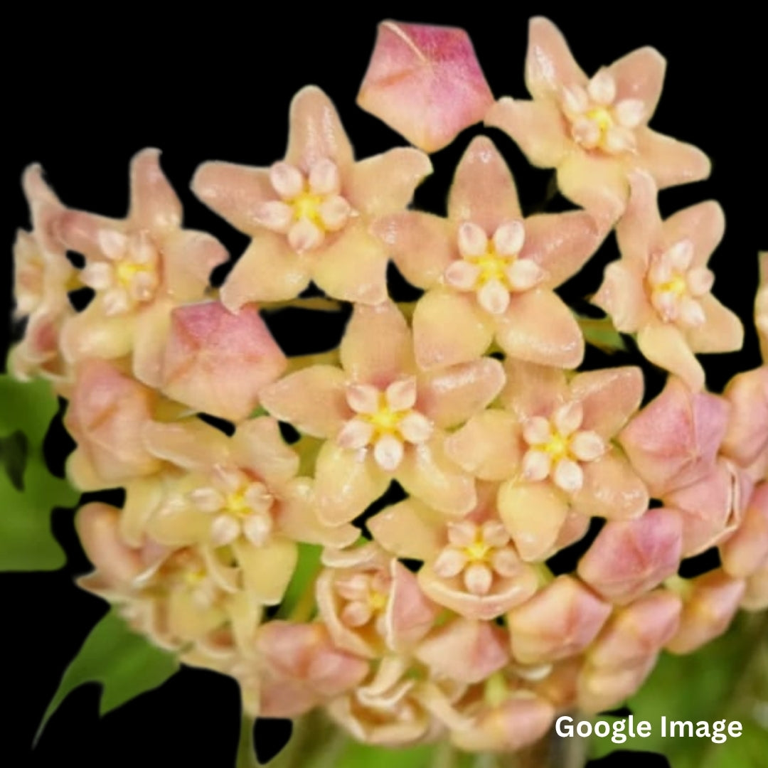 Hoya Sp.Philippines (PW 1307-03) (Large) PRE-ORDER-JULY553