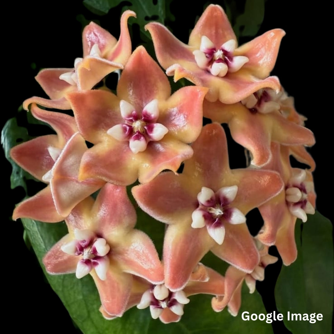 Hoya Subcalva (Large) PRE-ORDER-JULY554