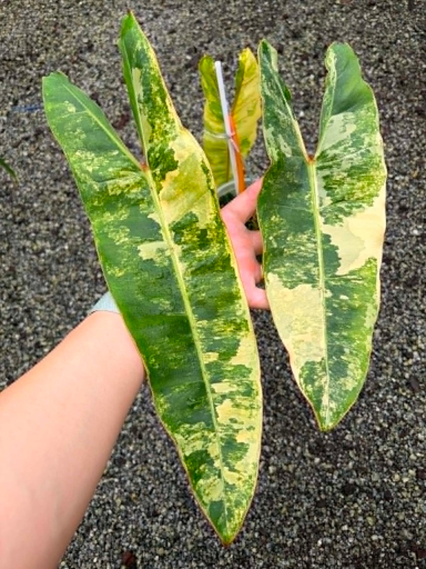 Philodendron Billietiae B - Pre Order
