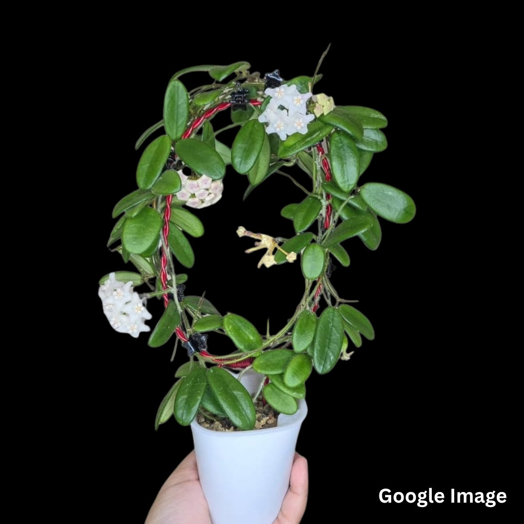 Hoya Spectissima (Medium) PRE-ORDER-JULY563