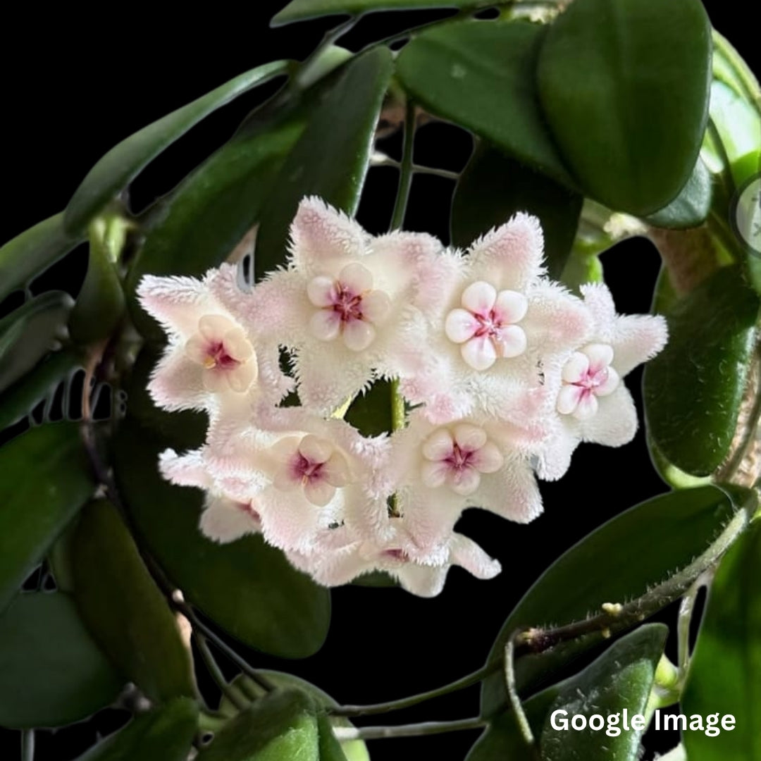 Hoya Spectissima (Medium) PRE-ORDER-JULY563