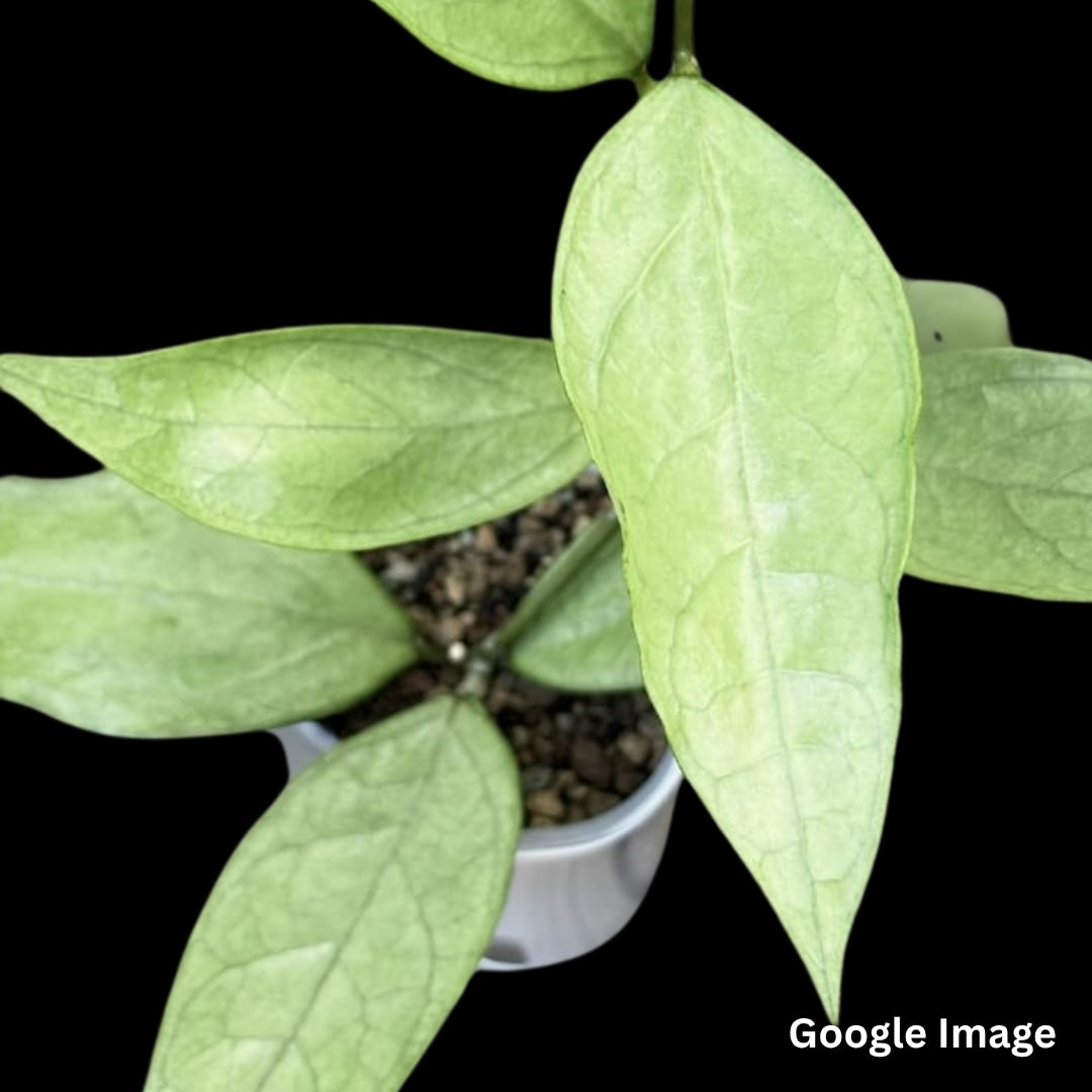 Hoya Sp. Germany Silver (Small) PRE-ORDER-JULY566
