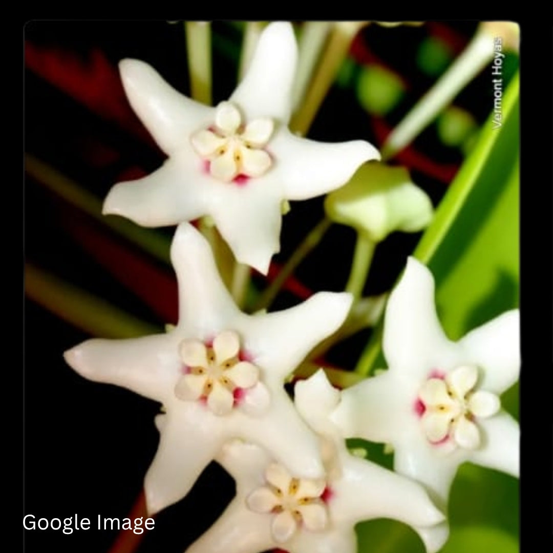 Hoya Australis SSP.Oramicola (Large) PRE-ORDER-JULY56