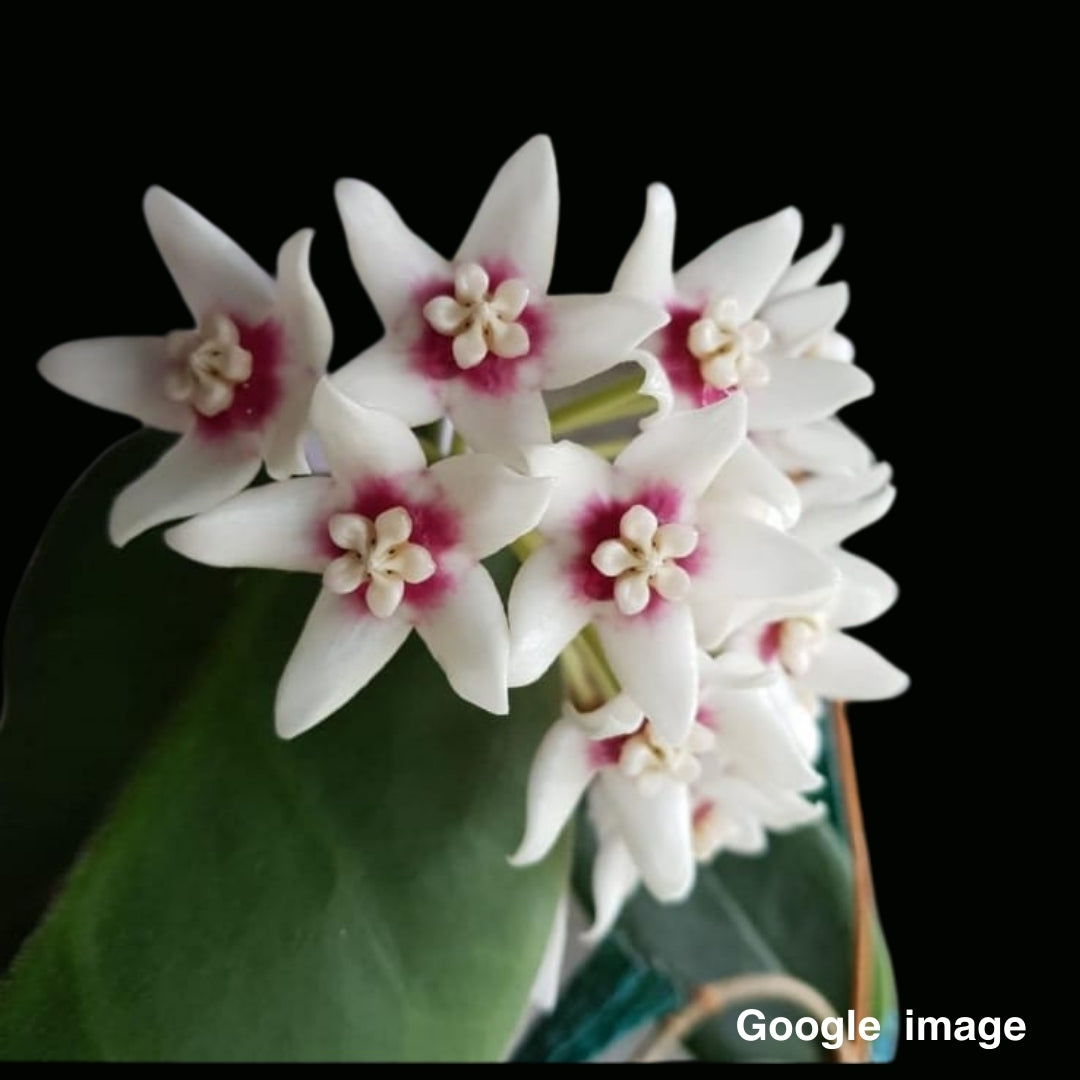 Hoya Calycina (PRE-ORDER)-JULY056