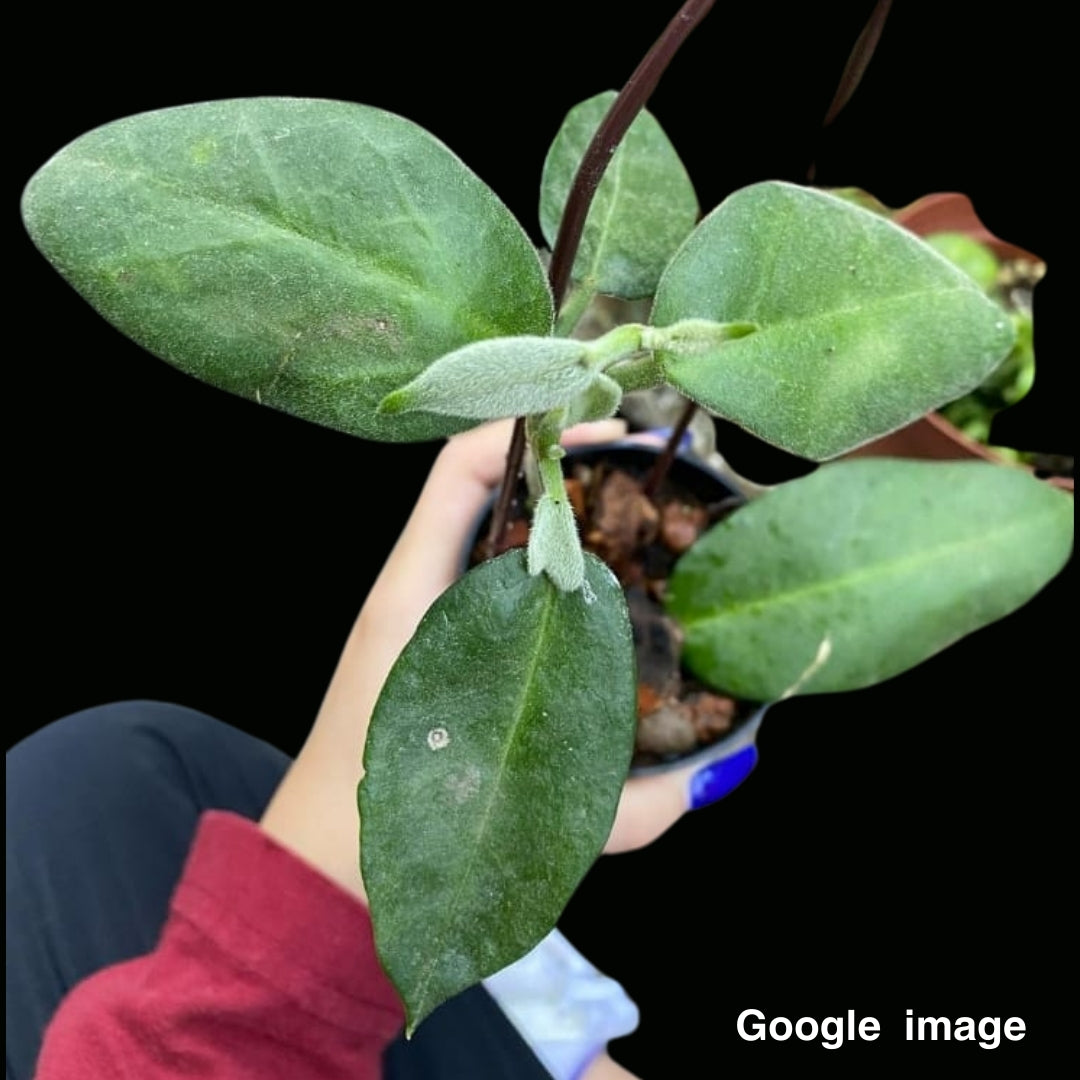 Hoya Calycina (PRE-ORDER)-JULY056
