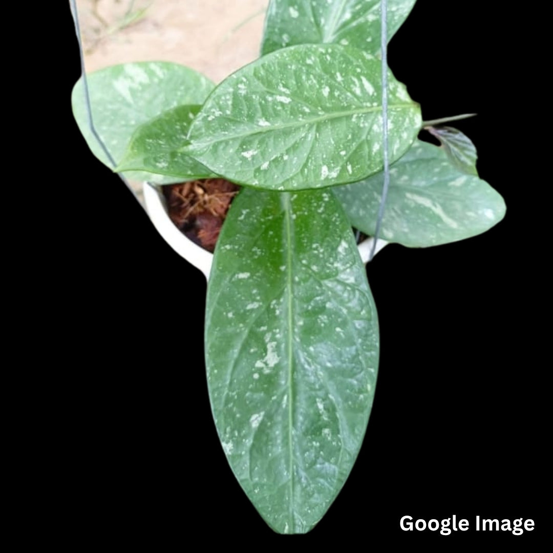 Hoya Sp. Lai Chau Splash (Large) PRE-ORDER-JULY580