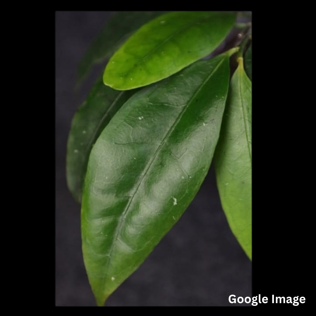 Hoya Sp.Liwa (Medium) PRE-ORDER-JULY582