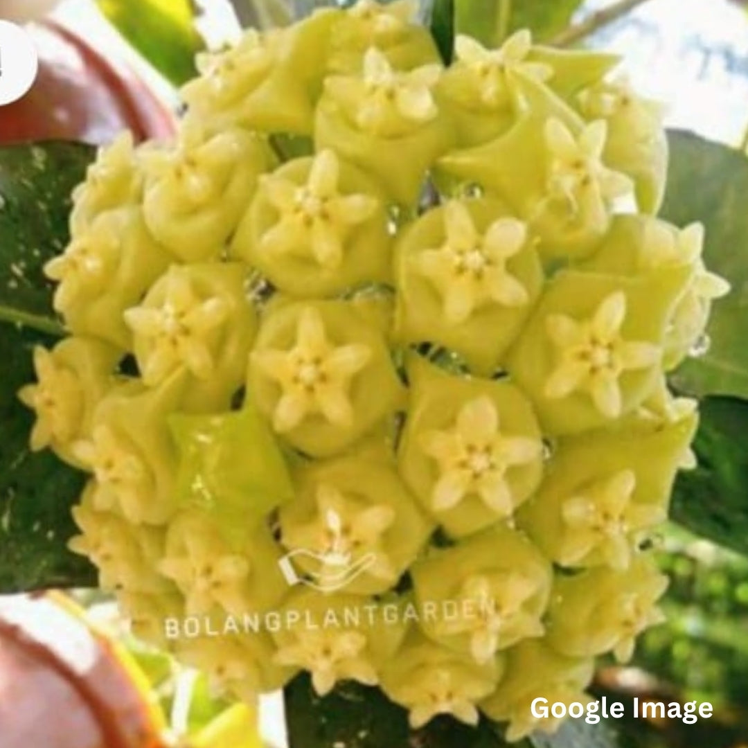 Hoya Sp. Mamasa01 (Medium) PRE-ORDER-JULY585