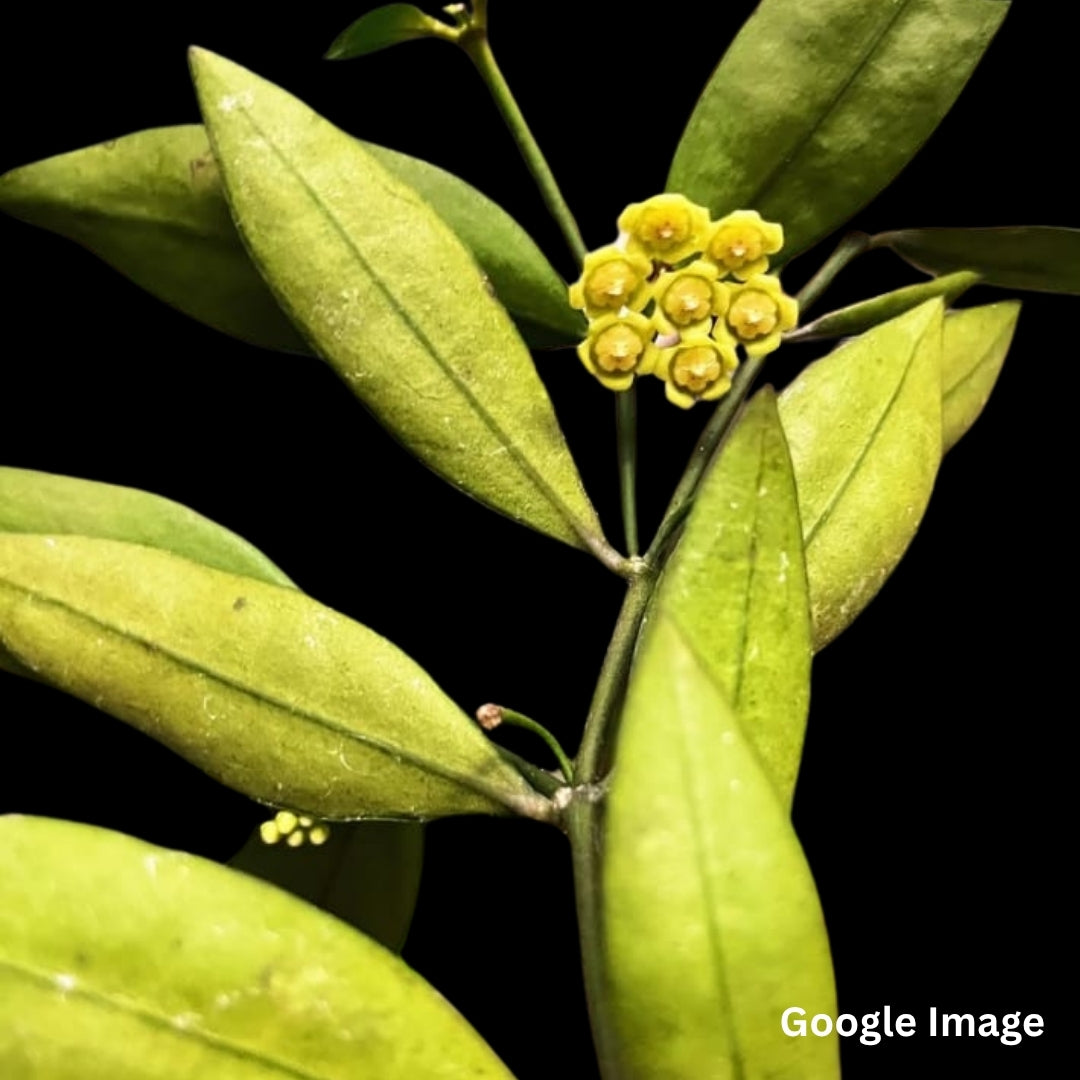 Hoya Sp.Sidikalang (Medium) PRE-ORDER-JULY595