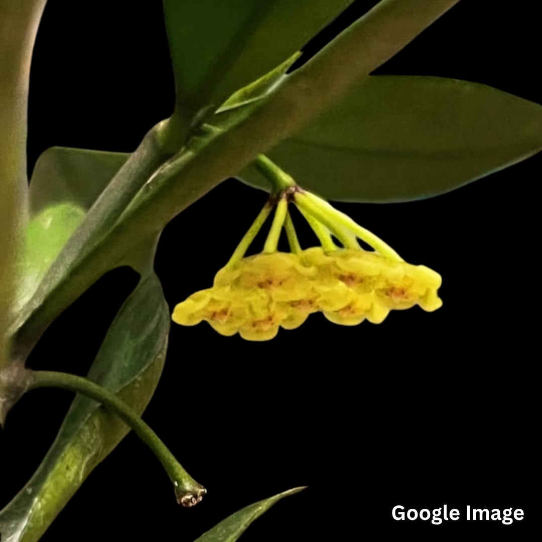 Hoya Sp.Sidikalang (Medium) PRE-ORDER-JULY595