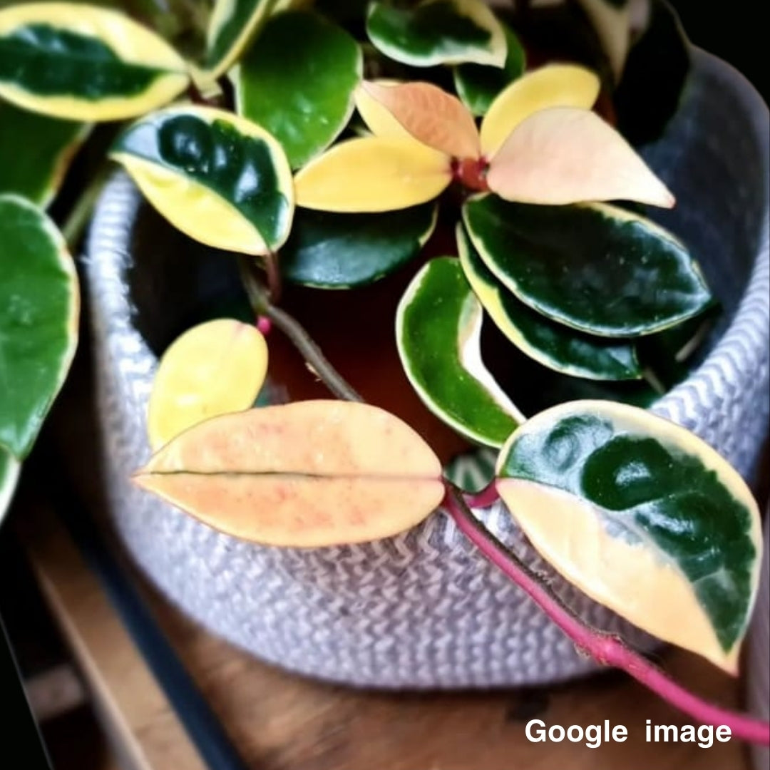 Hoya Carnosa Albomarginata Large (PRE-ORDER)-JULY059