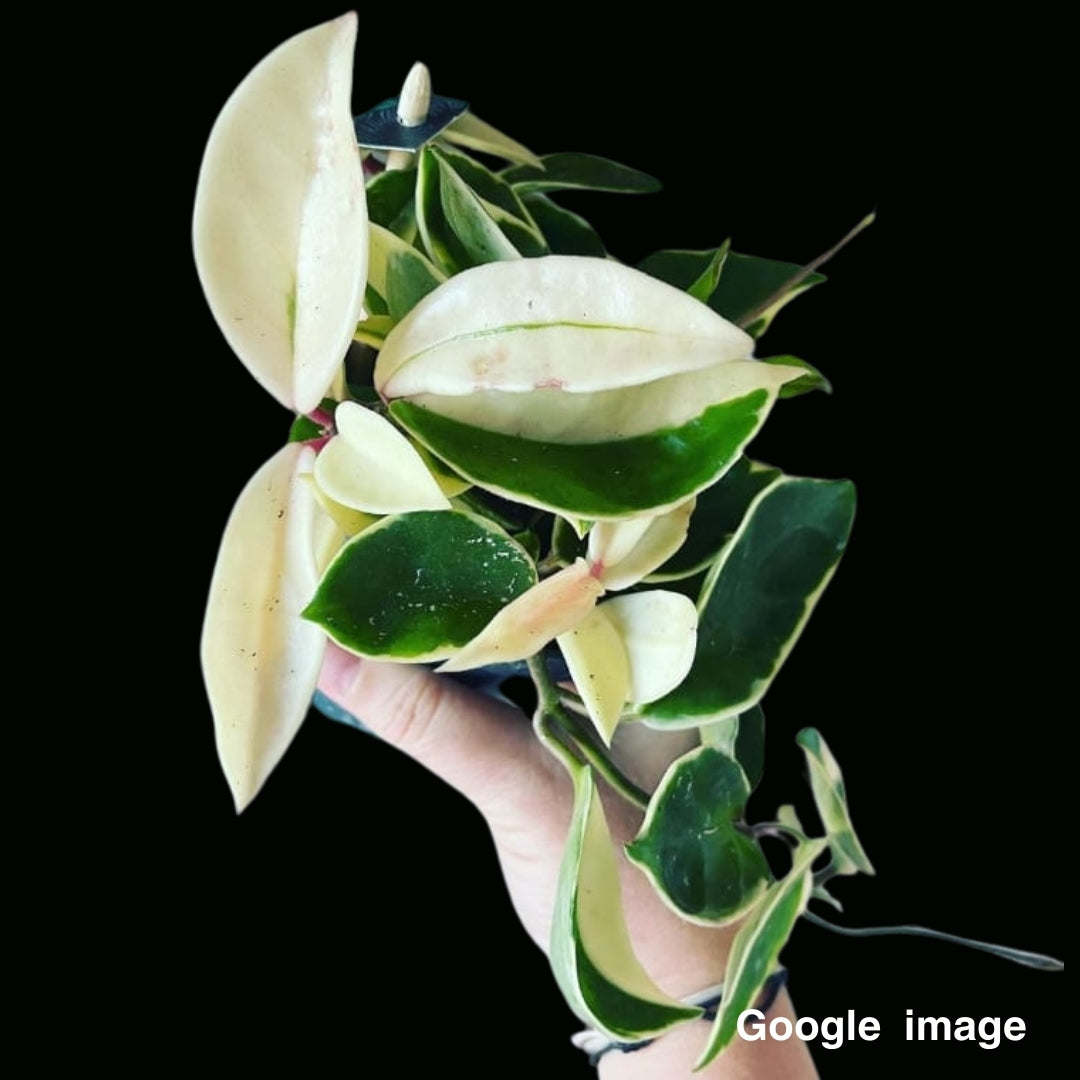 Hoya Carnosa Albomarginata Large (PRE-ORDER)-JULY059
