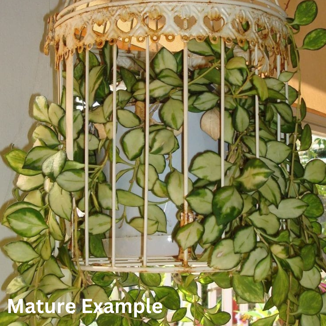 Hoya Heuschkeliana Variegated (Large) PRE-ORDER-JULY239