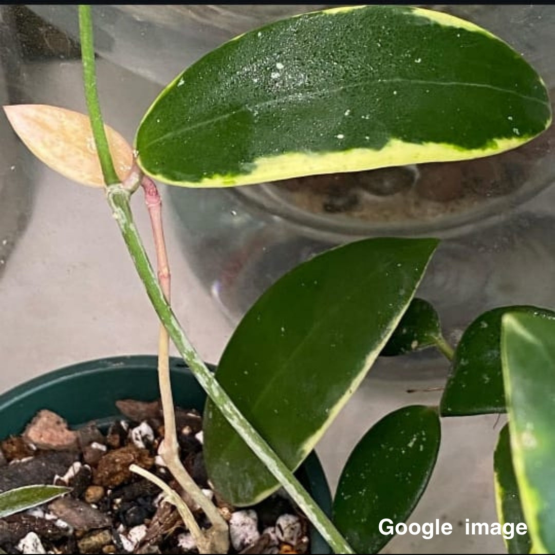 Hoya Acuta Albomarginata (Large) PRE-ORDER-JULY005