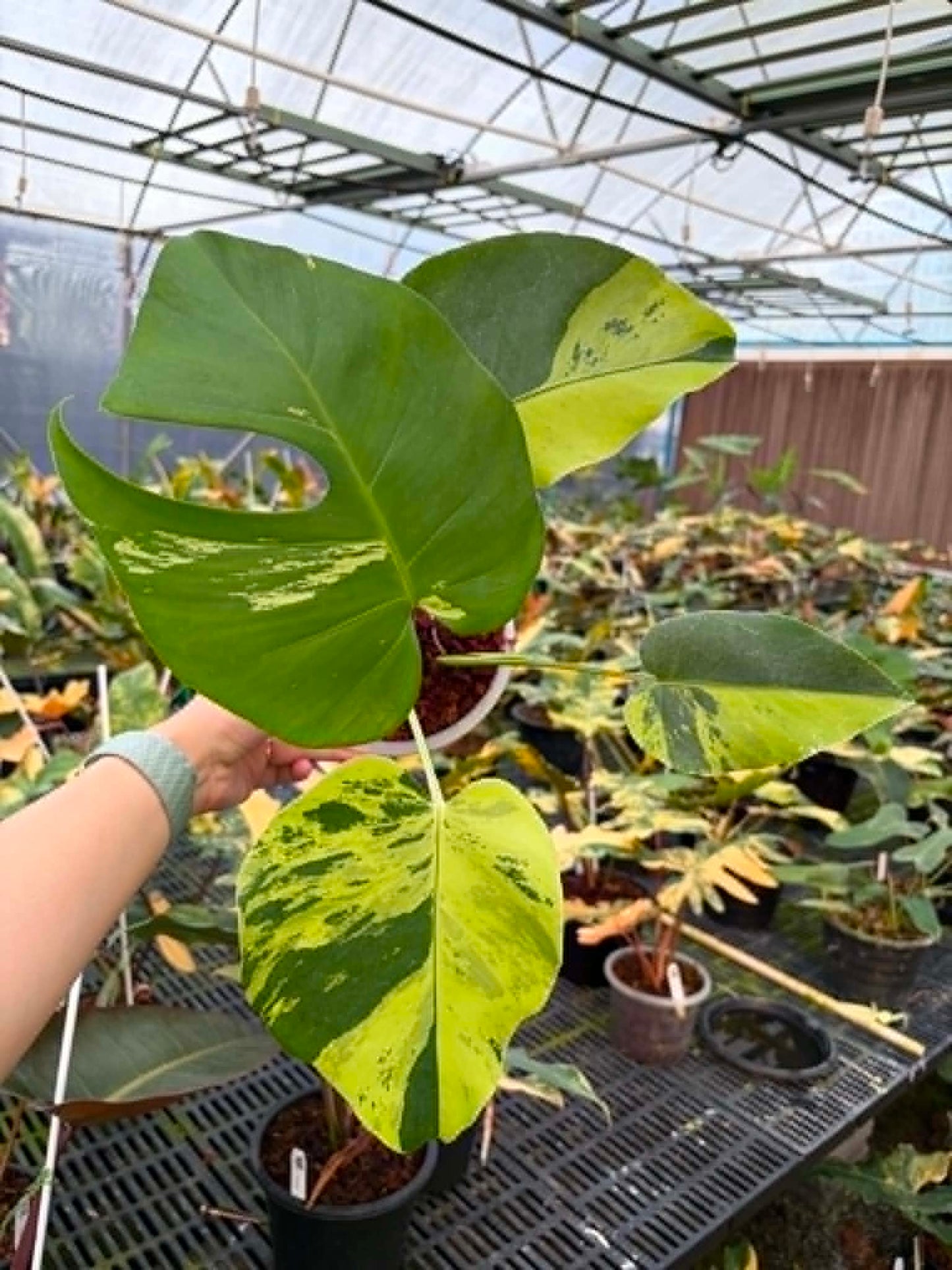 Monstera Light Lime A - Pre Order