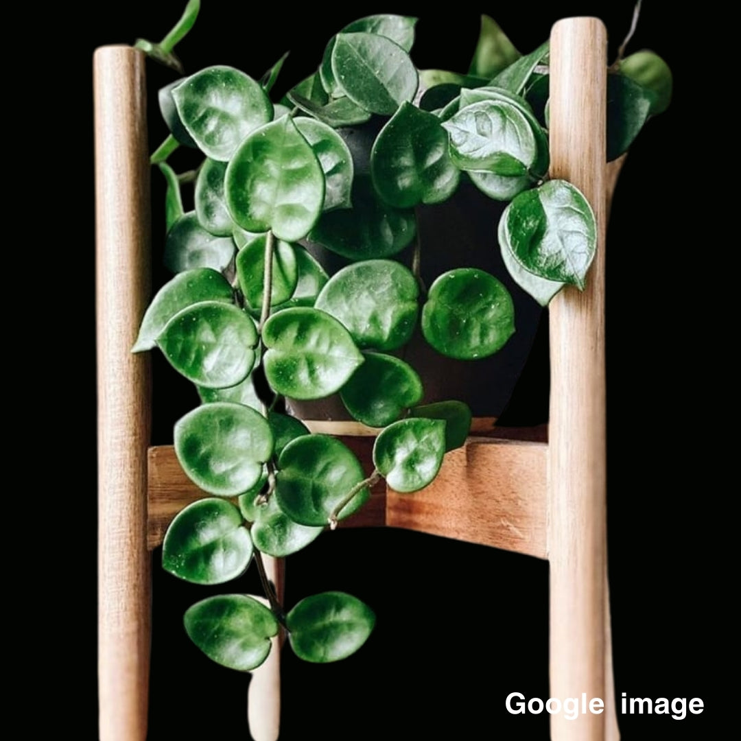 Hoya Carnosa Chelsea Large (PRE-ORDER)-JULY060
