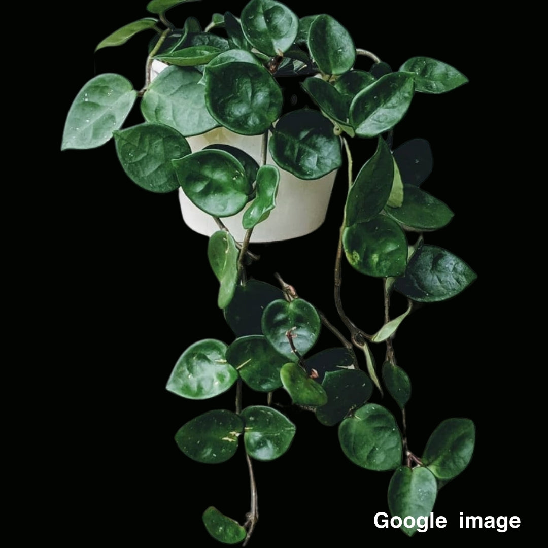 Hoya Carnosa Chelsea Large (PRE-ORDER)-JULY060