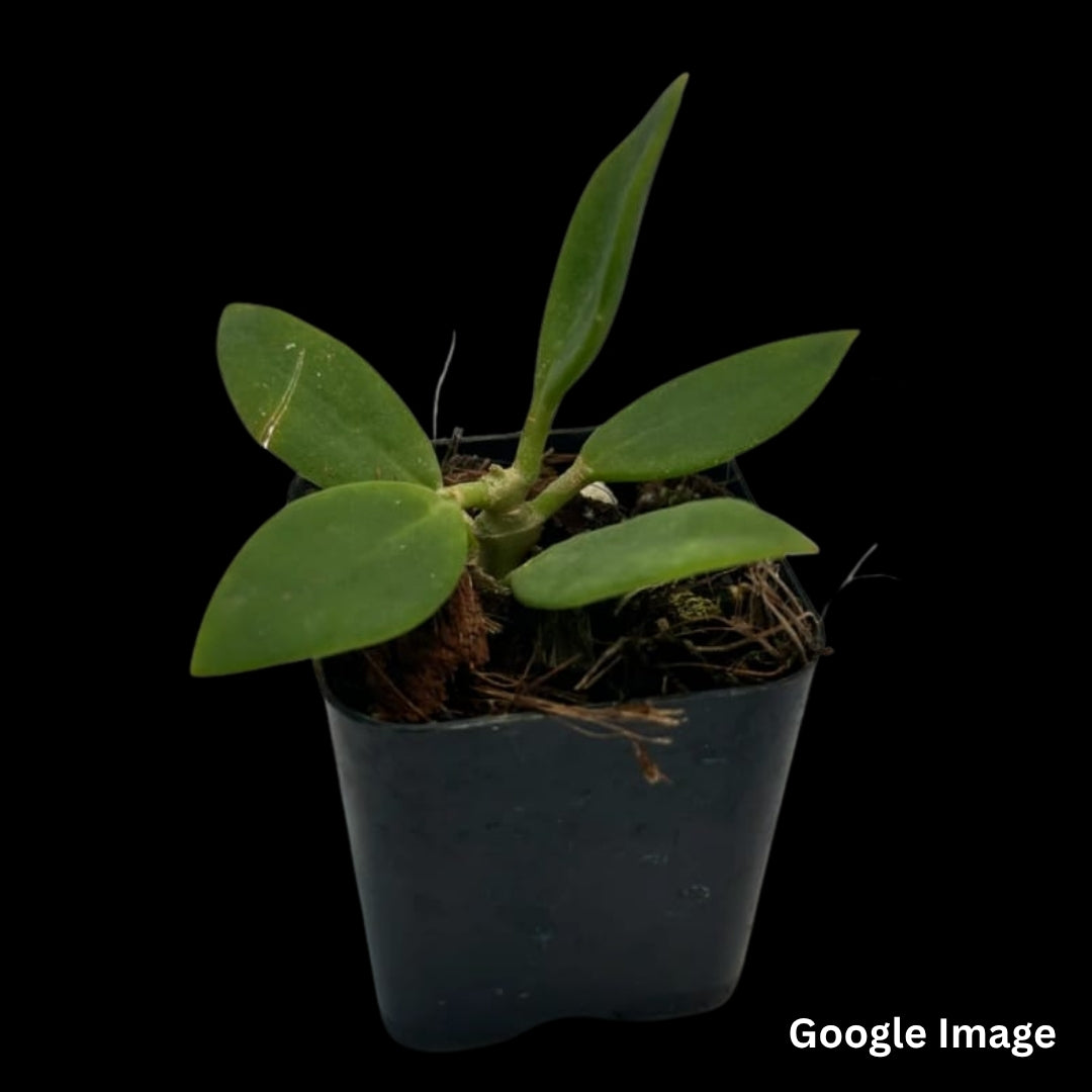 Hoya Subquintuplinervis Snow Lotus (Medium) PRE-ORDER-JULY613