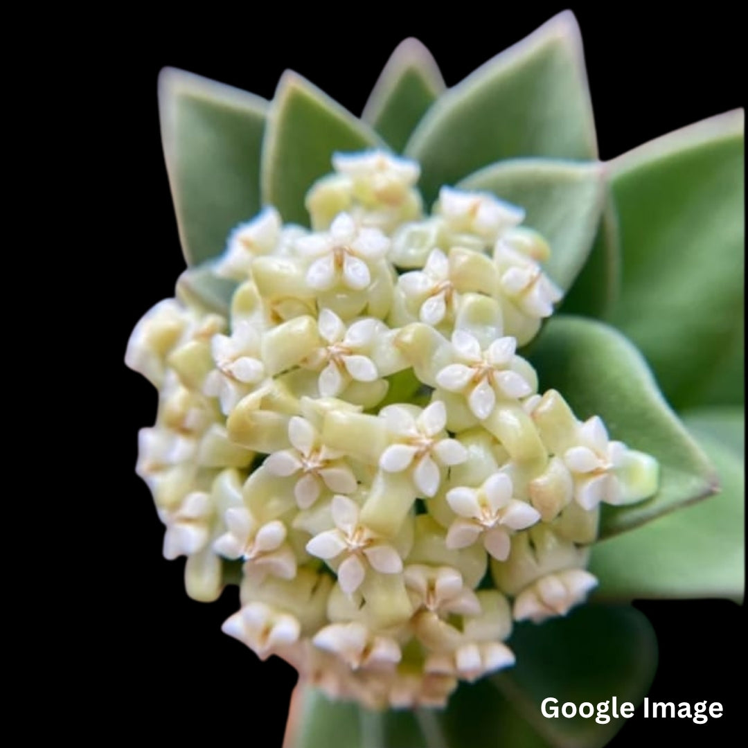 Hoya Subquintuplinervis Splash (Small) PRE-ORDER-JULY614