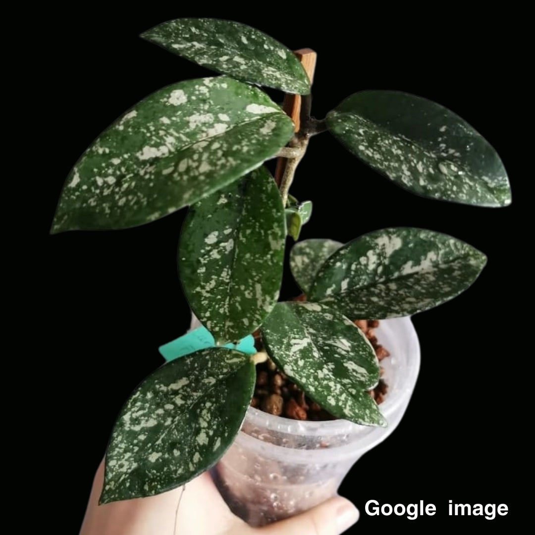 Hoya Carnosa Freckles (Medium) PRE-ORDER-JULY094
