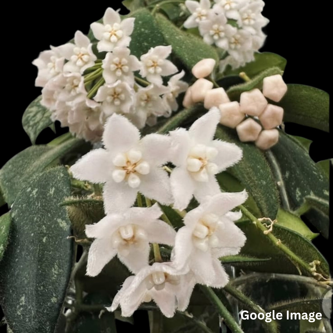 Hoya Thomsonii Long Leaf Splash White Flower (Medium) PRE-ORDER-JULY629