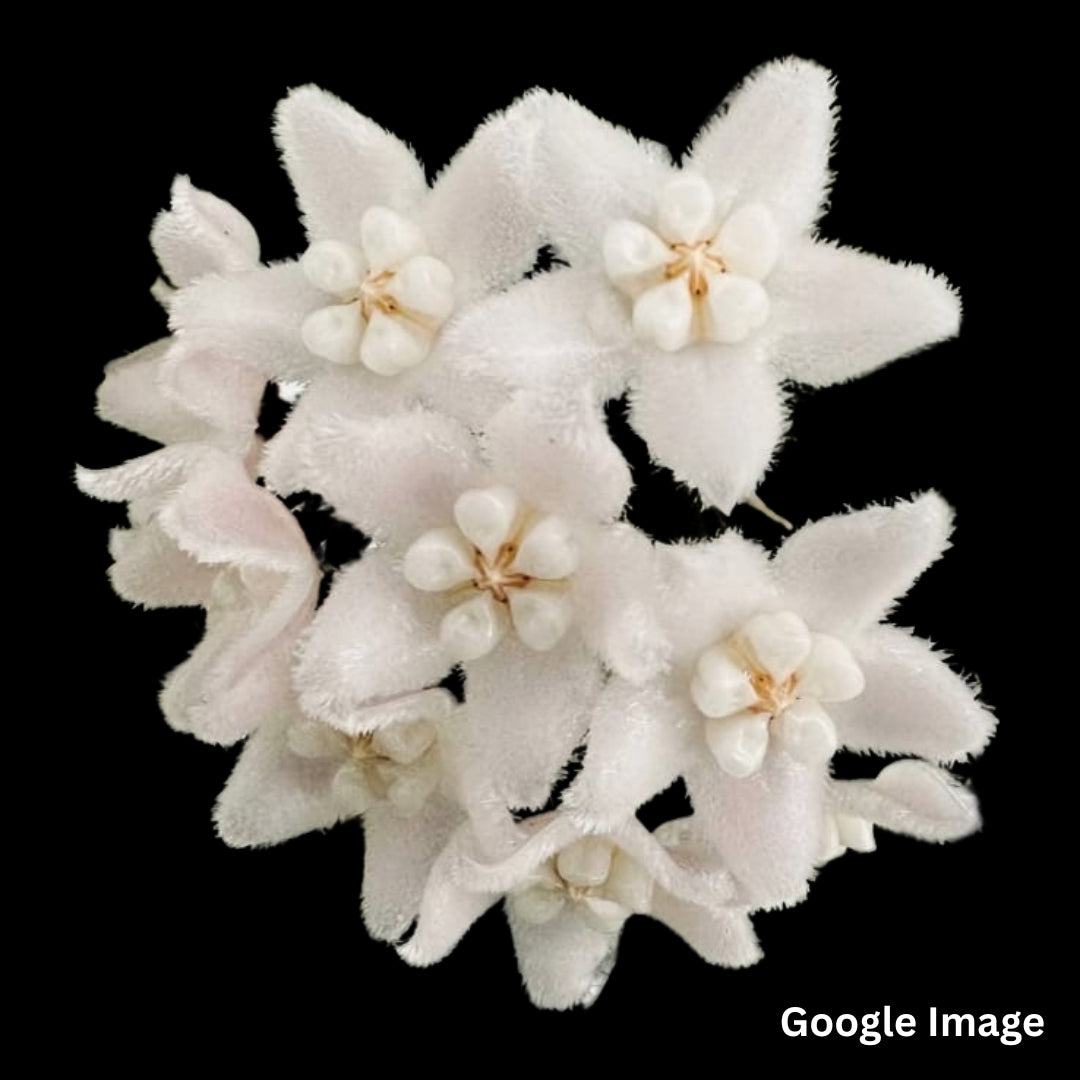 Hoya Thomsonii Long Leaf Splash White Flower (Medium) PRE-ORDER-JULY629