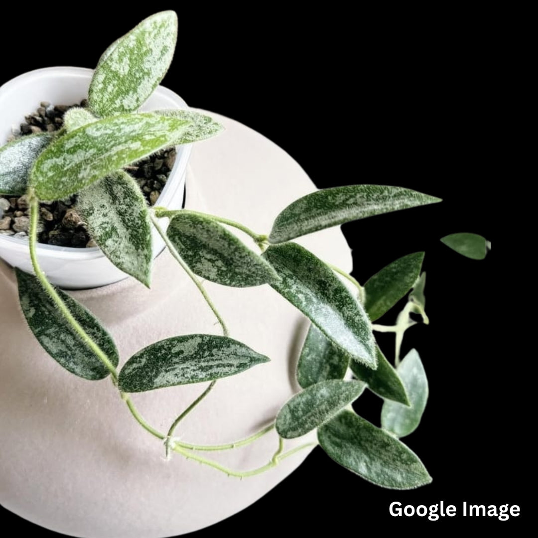 Hoya Thomsonii Long Leaf Splash White Flower (Medium) PRE-ORDER-JULY629