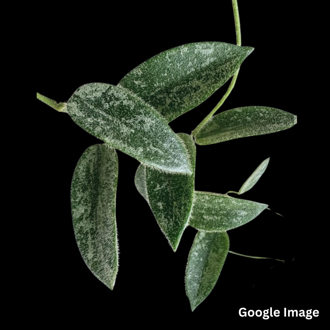 Hoya Thomsonii Long Leaf Splash White Flower (Medium) PRE-ORDER-JULY629