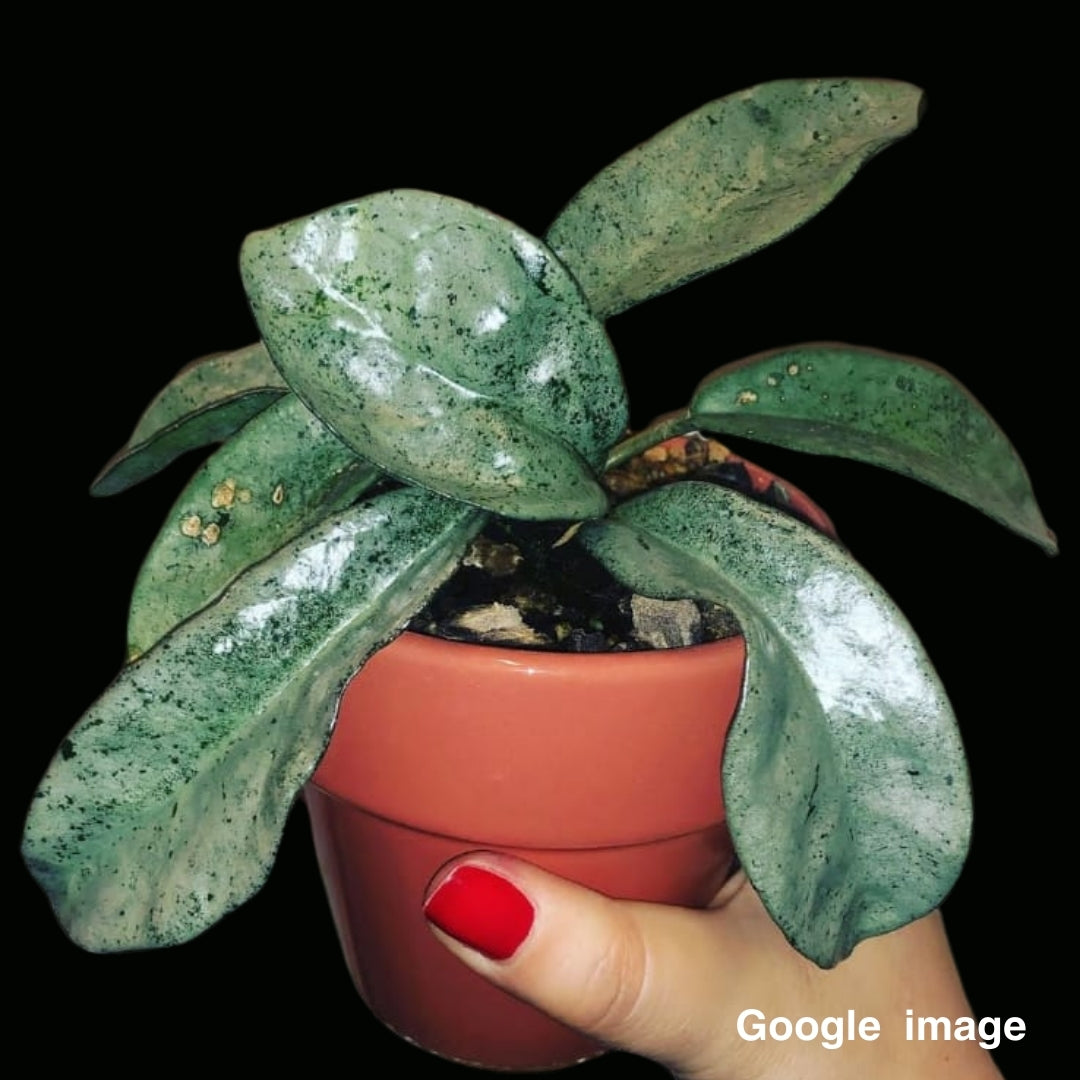 Hoya Carnosa Grey Ghost Medium (PRE-ORDER)-JULY062