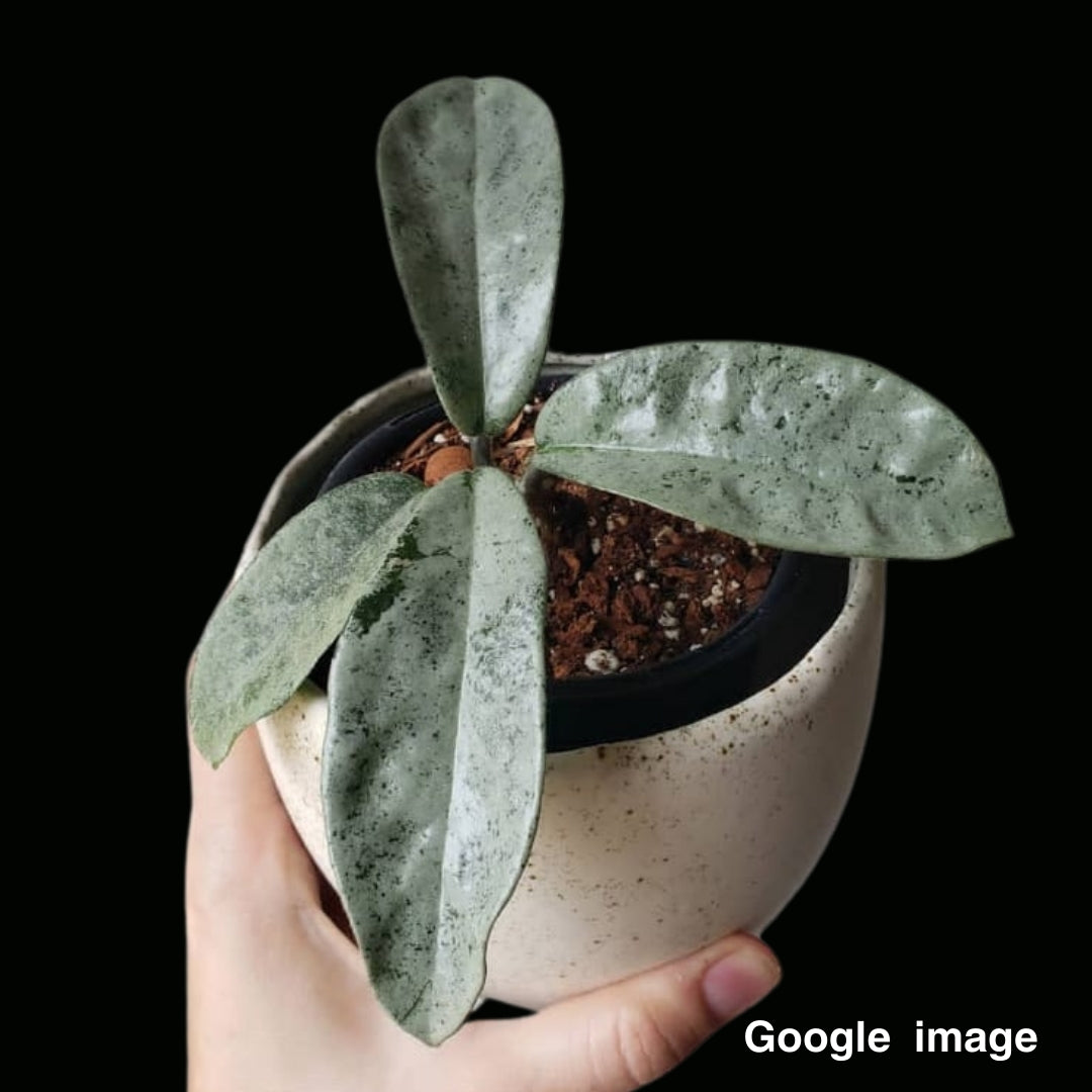 Hoya Carnosa Grey Ghost Medium (PRE-ORDER)-JULY062