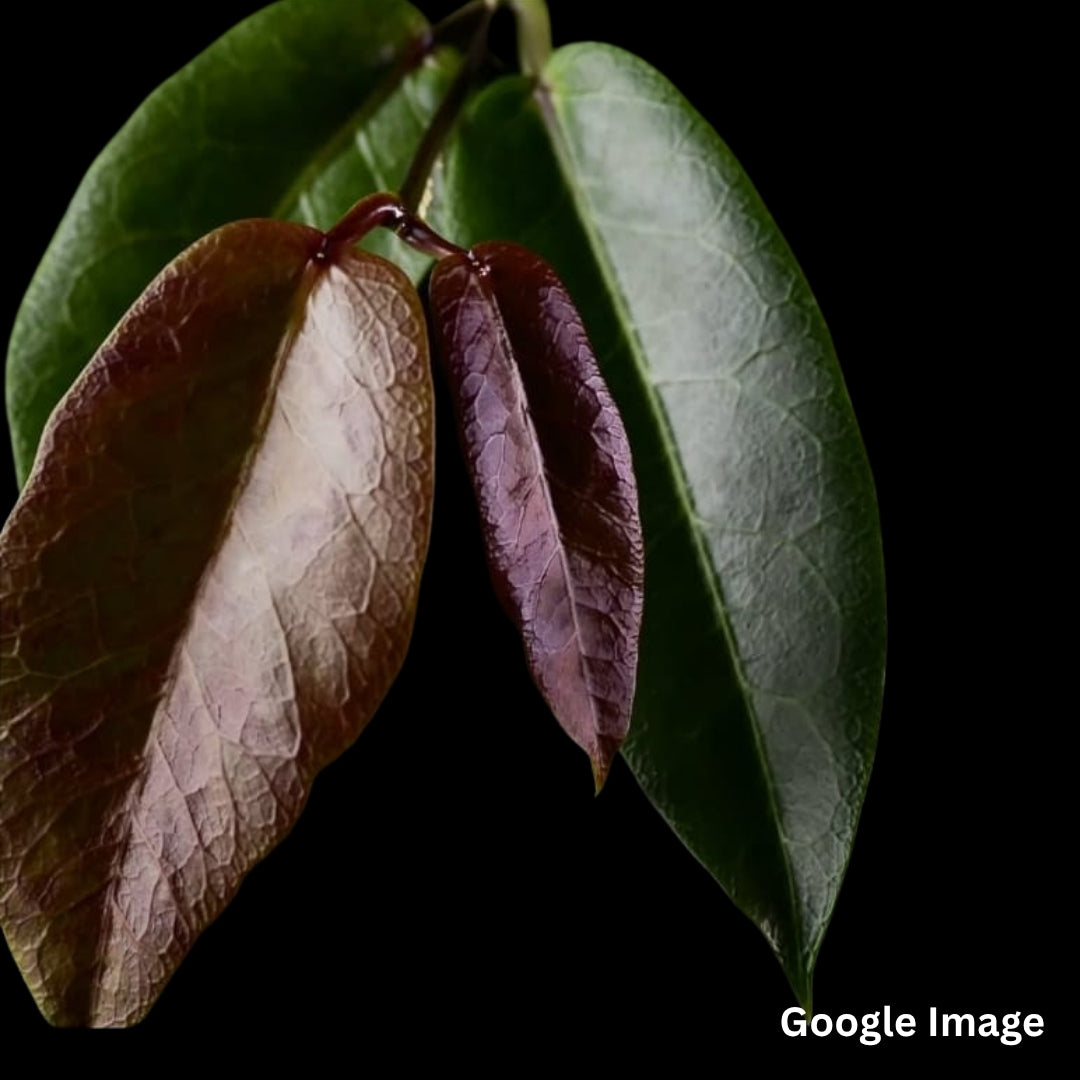 Hoya Trigonolobus IML1731 (Large) PRE-ORDER-JULY634