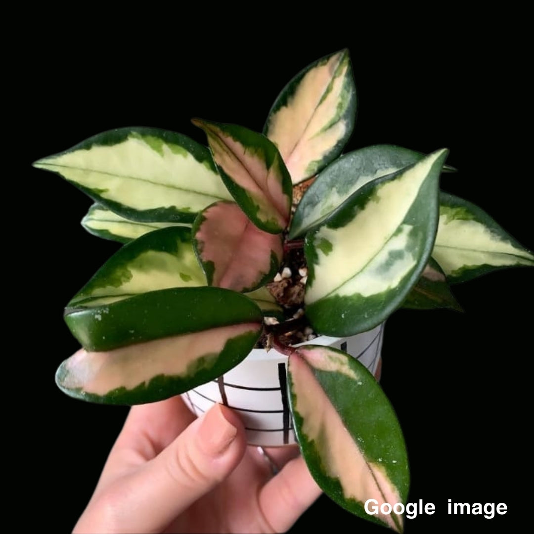 Hoya Carnosa Krimson Princess Large (PRE-ORDER)-JULY063