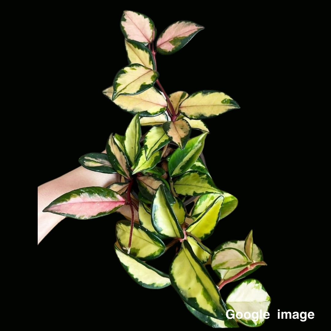 Hoya Carnosa Krimson Princess Large (PRE-ORDER)-JULY063
