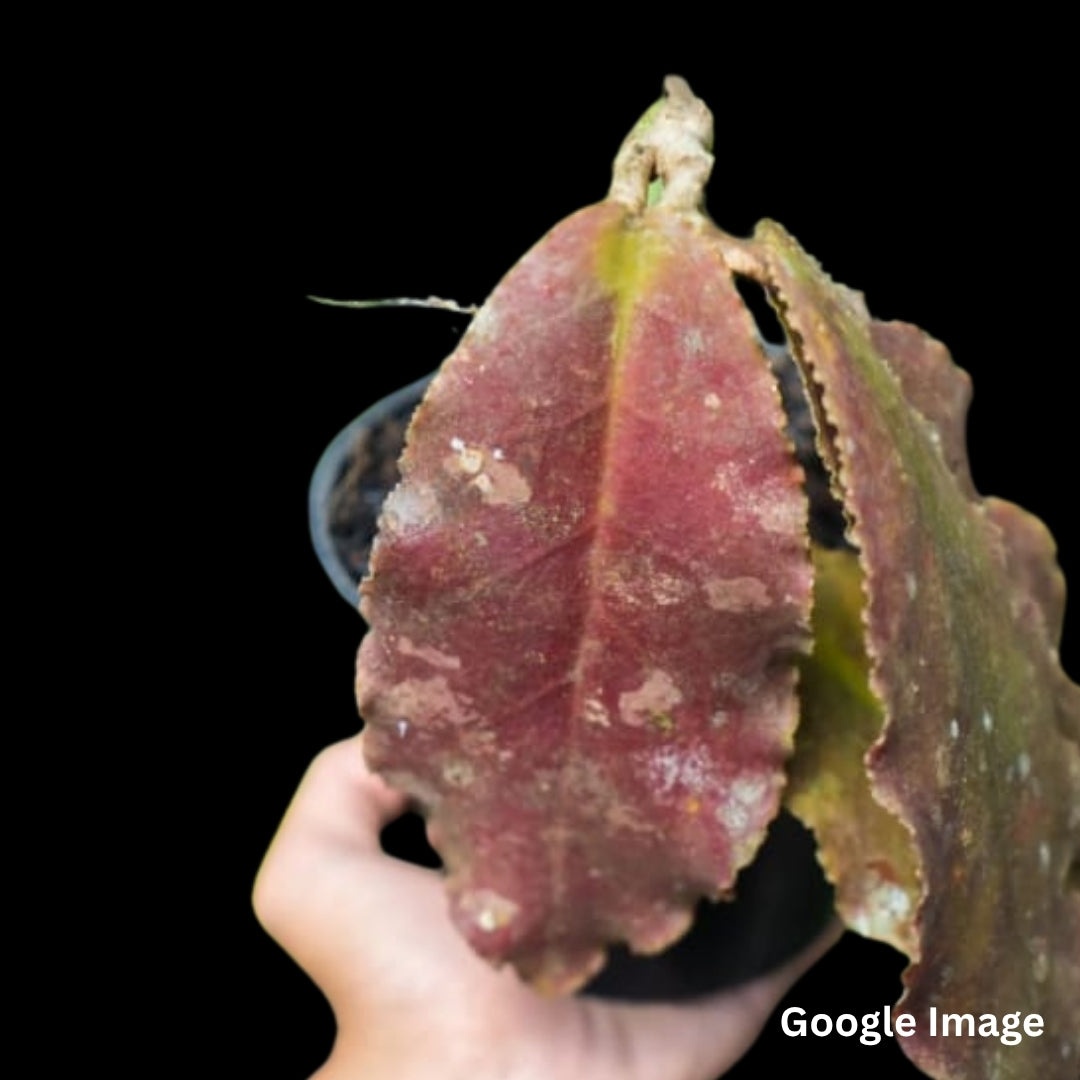 Hoya Undulata Red (Small) PRE-ORDER-JULY640