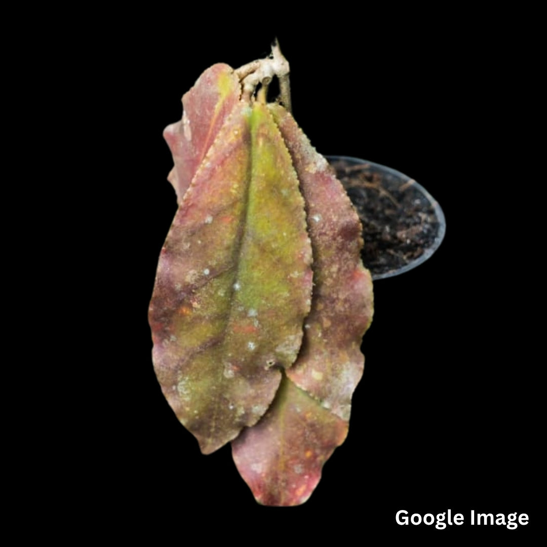 Hoya Undulata Red (Small) PRE-ORDER-JULY640