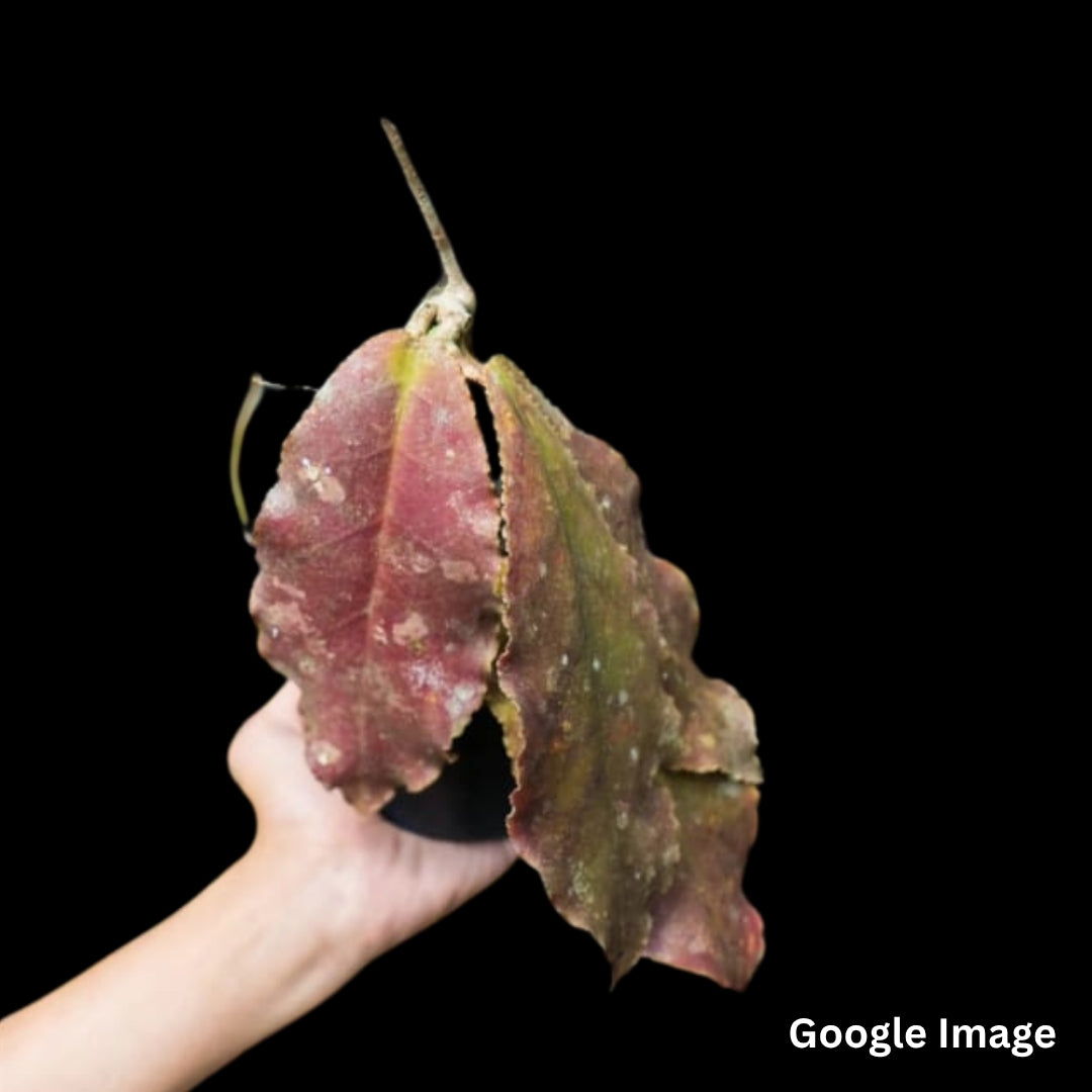 Hoya Undulata Red (Small) PRE-ORDER-JULY640